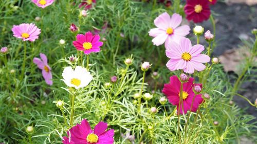 High angle view of pink flowering plants on field