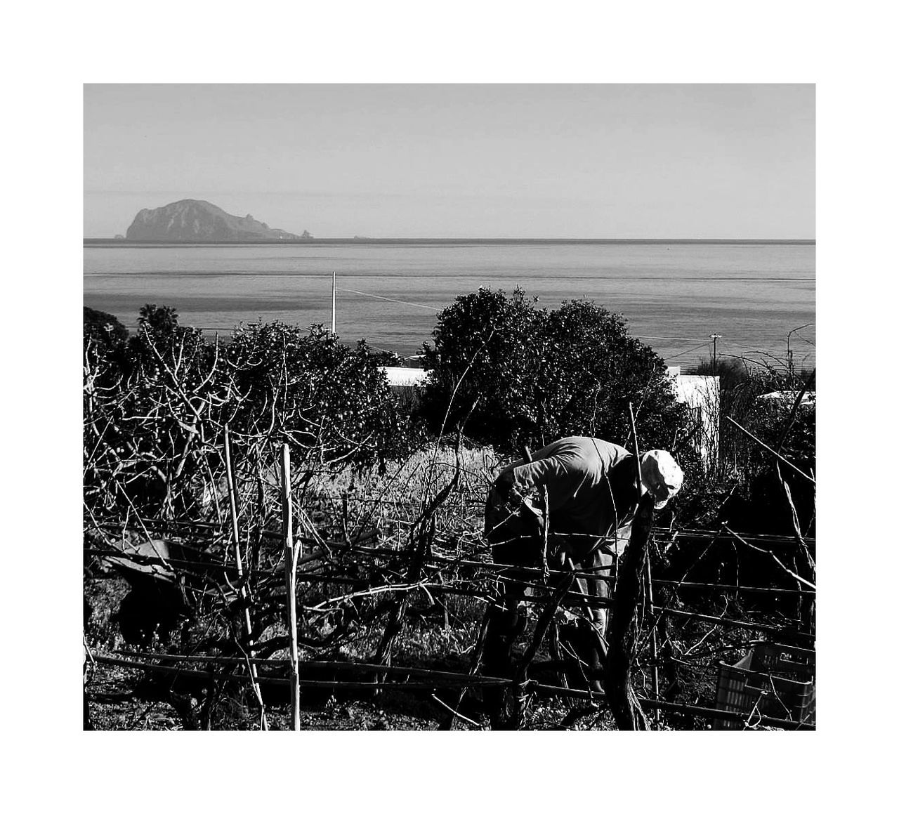 plant, auto post production filter, nature, transfer print, real people, sky, day, lifestyles, people, men, tree, land, leisure activity, water, mountain, outdoors, rear view, sea, grass, looking at view