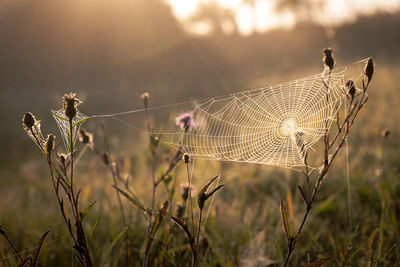 Close-up of spider web on plant