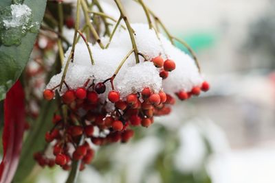 Close-up of berries on tree during winter