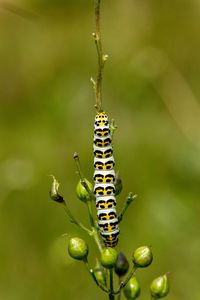 Close-up of insect on plant