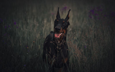 Dog looking away on field