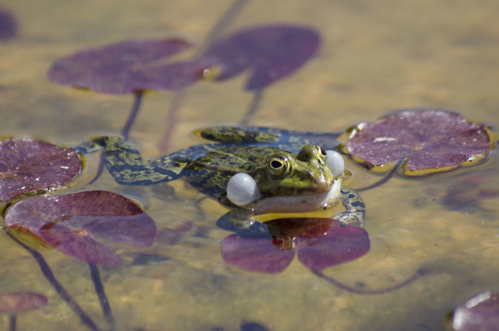 CLOSE-UP OF FROG ON LAKE