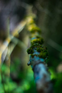 Close-up of lichen