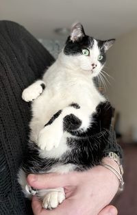 Cropped image of hand holding cat