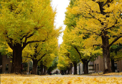 Trees in park during autumn