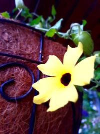 Close-up of yellow flower pot