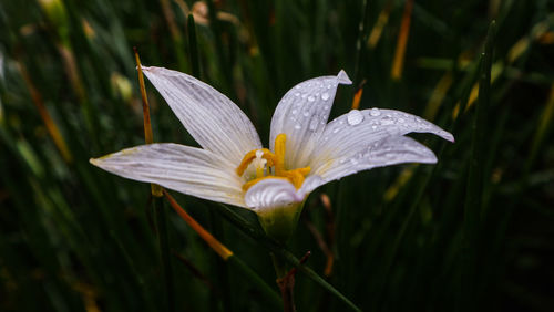 Close-up of white lily blooming outdoors