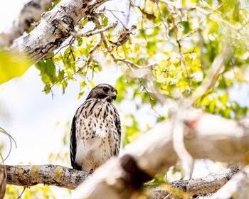 Bird perching on a tree