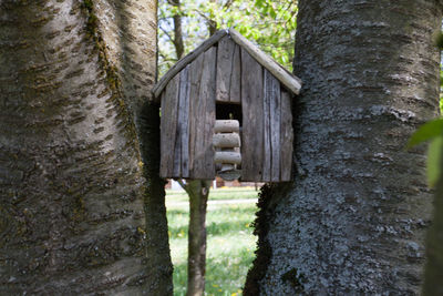 Close-up of tree trunk in forest