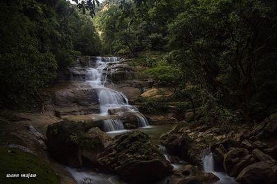 View of waterfall in forest
