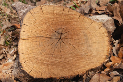 Close-up of tree stump in forest