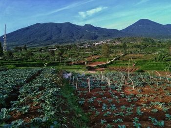 Scenic view of agricultural field against sky