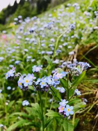 Close-up of flowers blooming outdoors