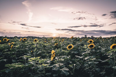 Scenic view of sunflower field against sky