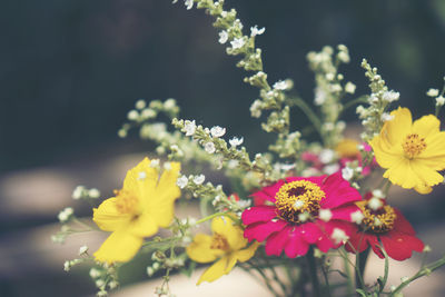 Close-up of yellow flowering plant