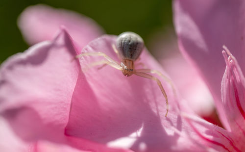 Close-up of spider on pink rose flower