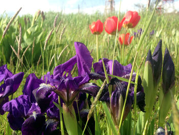 Close-up of red flowers blooming in field