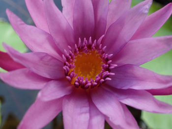 Close-up of pink flower