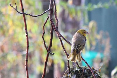 Close-up of bird perching on tree