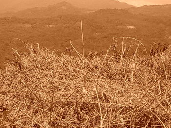 Dry grass on field