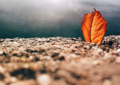 Surface level of autumn leaves