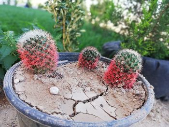 High angle view of succulent plant in pot