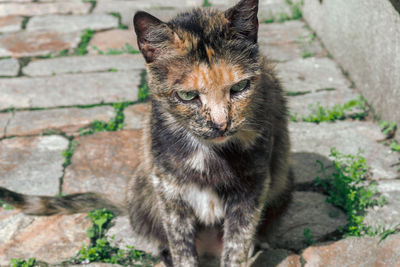 Portrait of cat standing outdoors