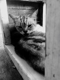 Close-up of cat relaxing