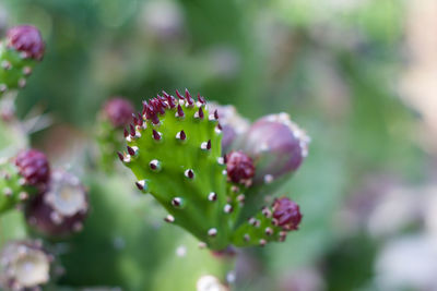 Close-up of tree branch