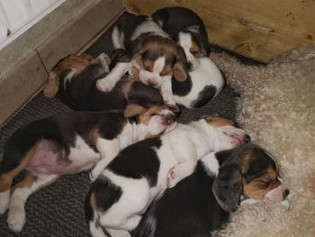 High angle view of puppy on floor