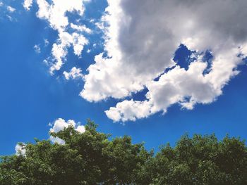 Low angle view of trees against sky on sunny day