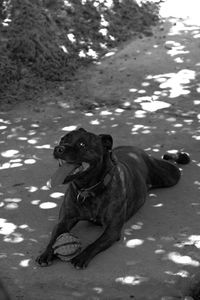 High angle view of dog sitting on rock
