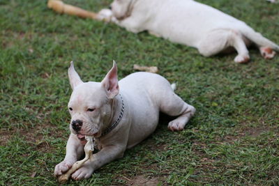 View of a dog lying on field