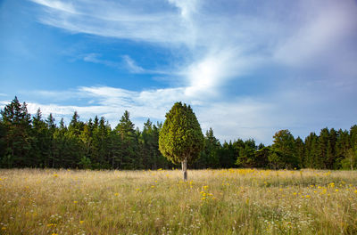 Tree on field against sky