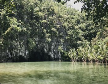 Scenic view of lake in forest