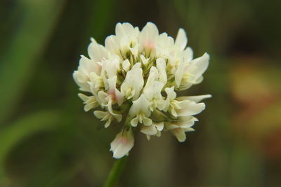 Close-up of white flower blooming outdoors