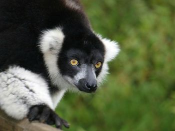 Close-up of lemur at woburn safari park