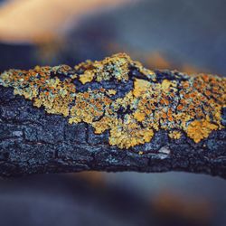 Close-up of lichen on rock