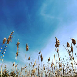 Low angle view of stalks against blue sky