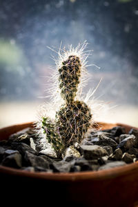 Close-up of cactus growing on rock