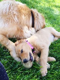 Close-up of a dog lying on grass