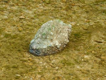 Close-up of rock in sea