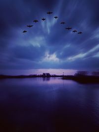 Bird flying over lake