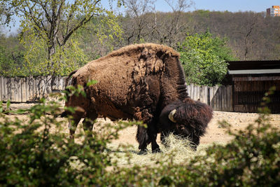 Black and brown huge and heavy american bison eats a piece of straw in an arid wasteland. 