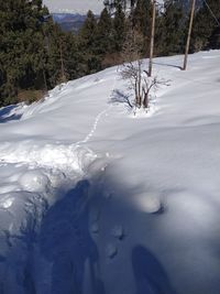 Snow covered land and trees