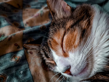 Close-up of cat sleeping