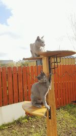 Close-up of cat against the sky