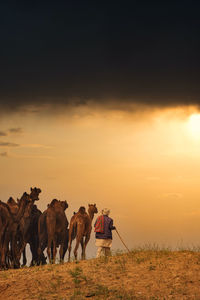People riding camel on land against sky during sunset
