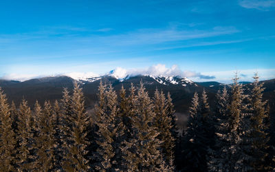 Panoramic view of pine trees against sky